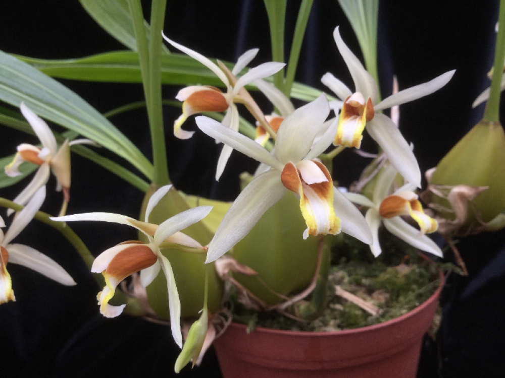 Coelogyne trinervis