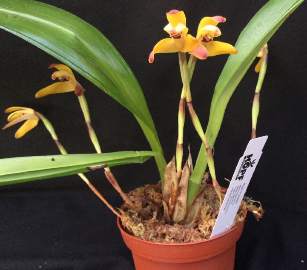 Maxillaria porrecta