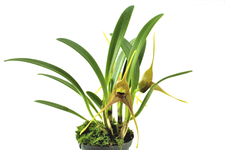Masdevallia peristeria