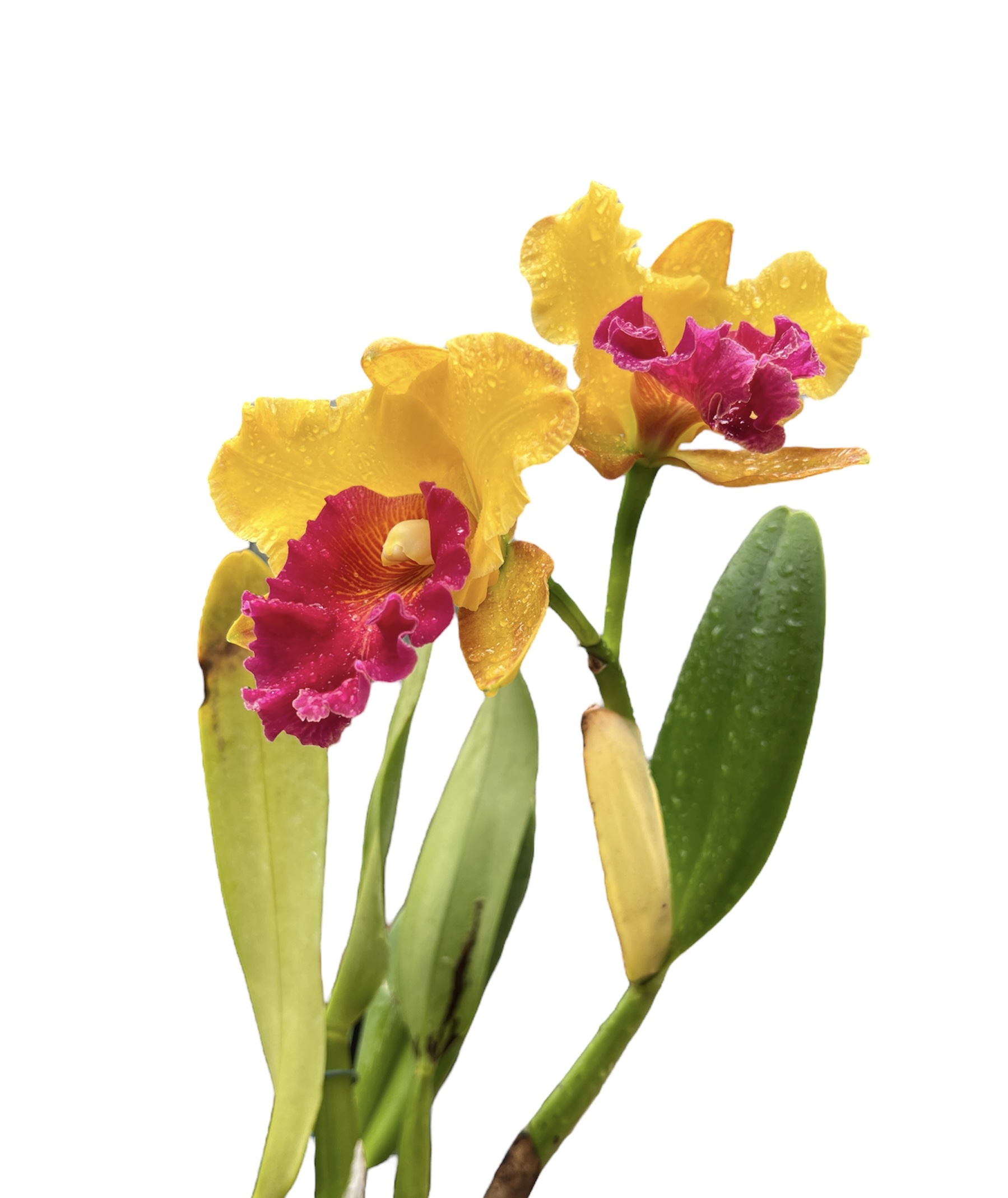 Cattleya Liu's Joyance 'Leopard'