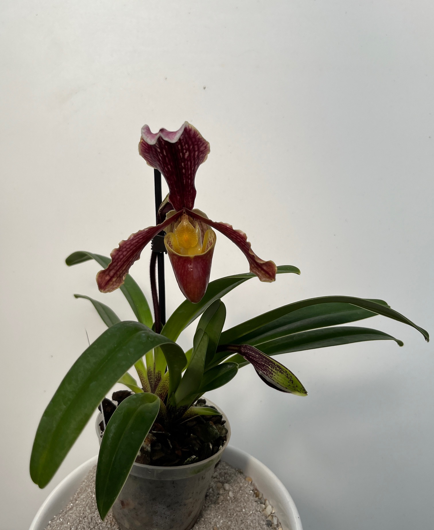 Paphiopedilum barbigerum var. sulivongii