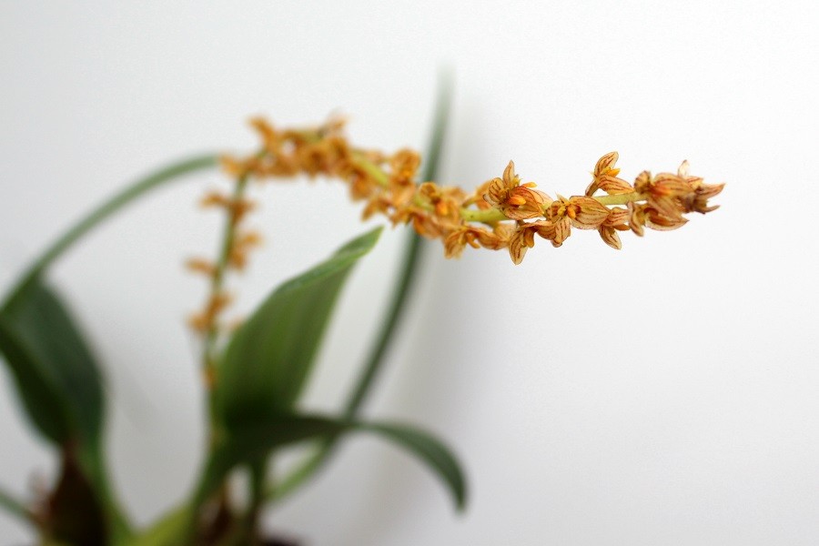 Bulbophyllum macrocoleum