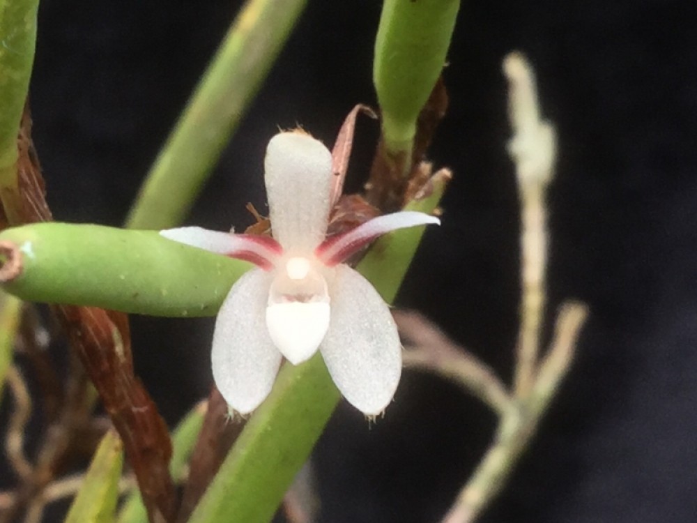 Ceratostylis senilis orch3108h2t3f1