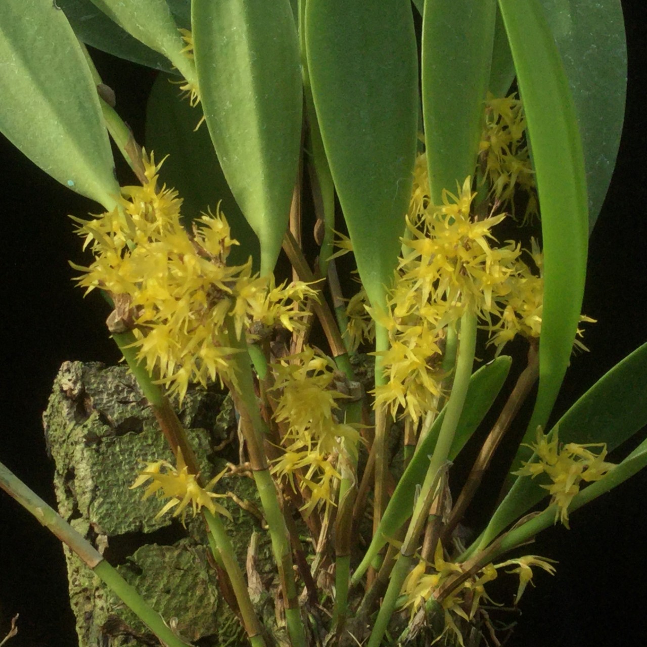 Pleurothallis obovata