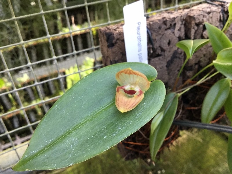 Pleurothallis palliolata