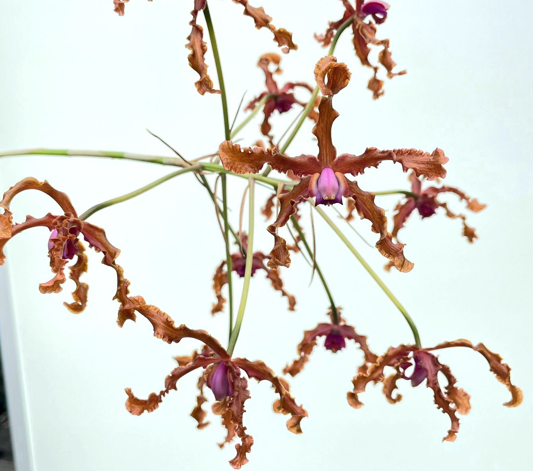 Laelia colombiana (Schomburgkia wallisii) SW10792